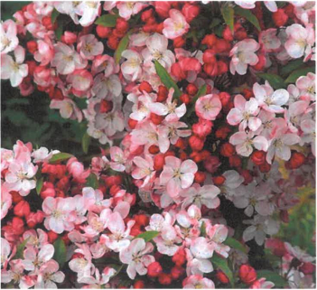 VYSÁZÍME NOVOU ALEJ OKRASNÝCH JABLONÍ